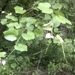 Vitis californica عادت داشتن