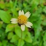 Tridax procumbensफूल