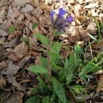 Pulmonaria longifolia Blüte