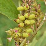 Flemingia macrophylla Plod