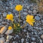 Rothmaleria granatensis Flor