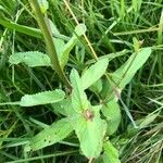 Scrophularia oblongifolia পাতা