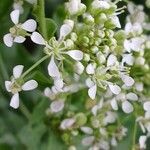 Lepidium draba Flower