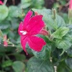 Ruellia elegans Blomst