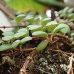 Medinilla sedifolia Plante entière