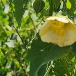 Abutilon grandiflorum 花