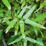 Lygodium microphyllum पत्ता