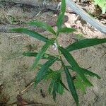 Dianthera americana Leaf