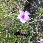 Ruellia ciliatiflora Fleur