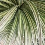 Echium wildpretii Blad