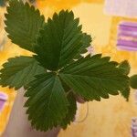 Fragaria vesca Leaf