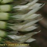 Trifolium mutabile Flor