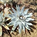 Dudleya pulverulenta Leaf