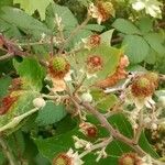 Rubus ulmifolius 果實