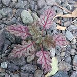 Dysphania botrys Likasa