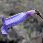 Penstemon laetus Flor