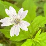 Geranium nodosum Flor