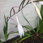 Gladiolus murielae Flower