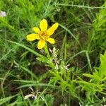 Coreopsis palmataFlower