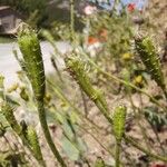 Papaver argemone Plod