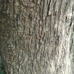 Careya arborea Escorça