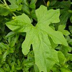 Bryonia alba Leaf
