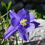 Aquilegia pyrenaica Blomma