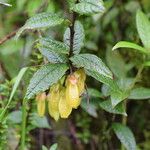 Agapetes incurvata Habitus