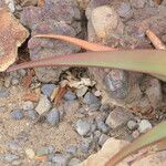 Aloe cryptopoda Frunză