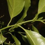 Ocotea viridiflora Ліст