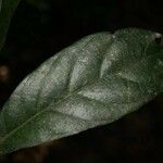 Siparuna decipiens Yaprak