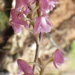 Polystachya concreta Floro