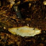 Landolphia owariensis Azala