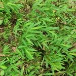 Leersia virginica Leaf