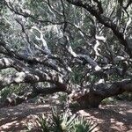 Quercus virginiana Bark