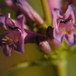 Penstemon procerus Λουλούδι