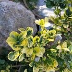 Euonymus fortuneiपत्ता