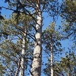 Pinus resinosa Kora