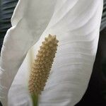 Spathiphyllum blandum Cvet