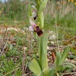 Ophrys scolopax Hábito