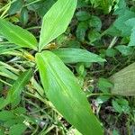 Commelina virginica Leaf