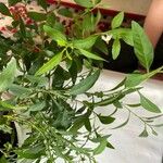 Solanum pseudocapsicum Folha