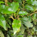 Prunus lusitanica Φύλλο