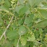 Cordia myxa Leaf