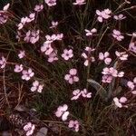 Silene campanula Plante entière