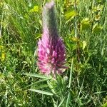 Trifolium purpureum Flower