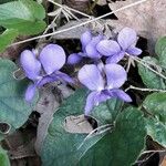 Viola odorata 花