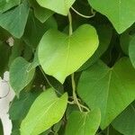 Aristolochia tomentosa Leaf