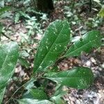 Couratari multiflora Hoja