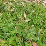 Cynoglossum lanceolatum Leaf